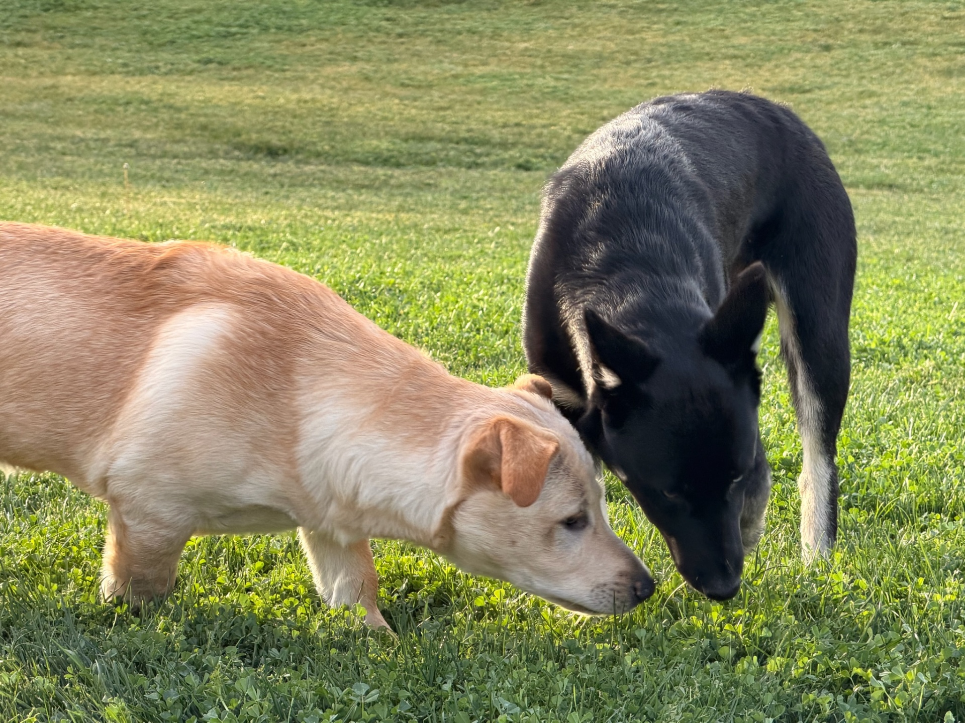 Charlie and Midnight together in the grass